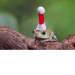 Frog Topia