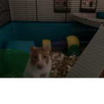 {Hamster crew}