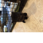 Samson N