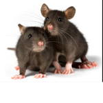 RATS TOGETHER FOR EVER