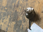 cat is good group