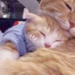 ~My Little Kittens~
