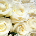 roses are pure