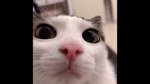 ILorjoy