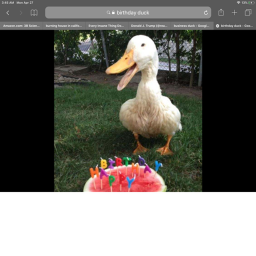 Duck birthday
