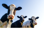 The cows group mooo