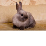 bunny for life