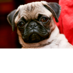 PugsPugs