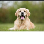 JPIN IF YOU LOVE DOGS