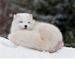 Arctic Snowy Squad
