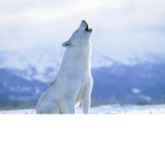 Young Wolf pack