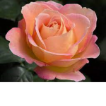 AngelsforHeaven