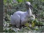 DODOS RULE