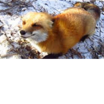 Ron ron the fox Fan Group