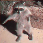 Racoon Clothing