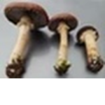 Mushroom_gang_