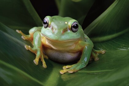frog hangout 1.0 (laggy)