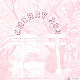 💮Cherry Blossoms