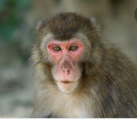 MONKEY GANG ;)