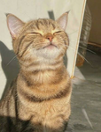 Lunar the cutest kitty on earth
