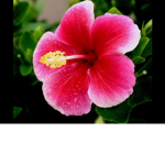Plowele
