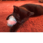 Kitty Logic :)