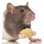 Rats must unite
