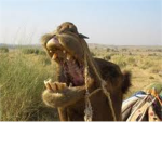 i liek camels