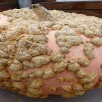 Tower of peanut pumpkin 