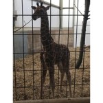 Hi giraffes