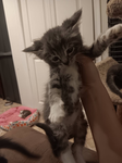 Cats are goddesses or gods