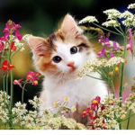 Kitty_Squad!