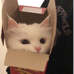 The American cat