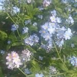 ʚ plantae ɞ