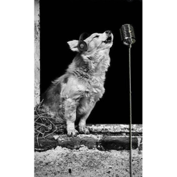 wolves got talent