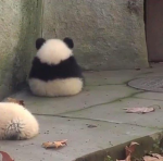 PANDALVR24