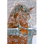 Horse life grp