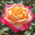 ROSÊ