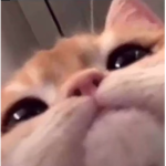 ッᴠɪʙᴇ ʜᴏᴍᴇsᴛᴏʀᴇ