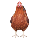 ONLY CHICKENS