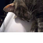 Cat fans.