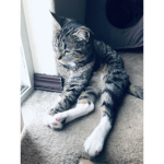 cat cat cat cat cat cat cat cat cat cat place