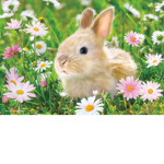 #bunnysunny
