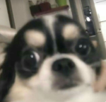 chewpie