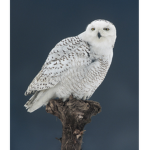 The Snow Owl Lovers