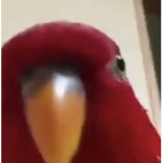 Orbarri & Birdie