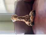 Robot Giraffe studios