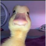 Grupa Kaczek Roblox