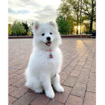 The dog group 3