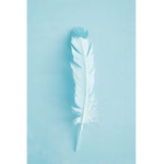 (Feather Associations)